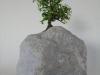 Cheap Bonsai