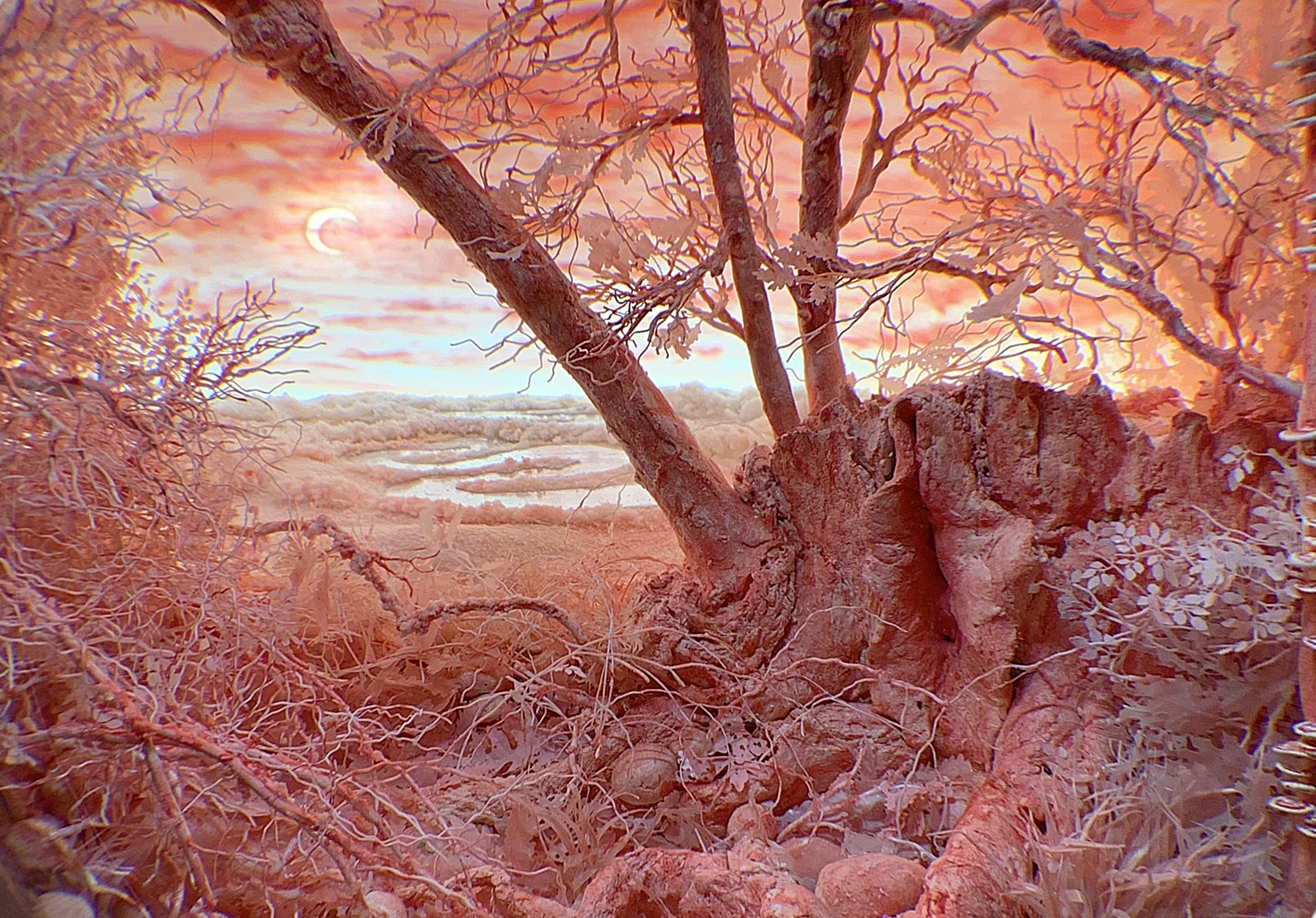 Pink Forest with Sickle Moon_detail