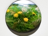 Dandelion Cluster #2