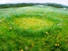 Fairy Ring with Dandelions