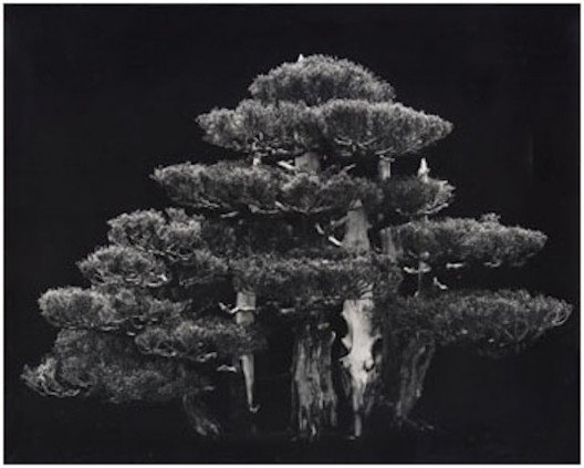 'Trees from the Pacific Shores' by Bianca Sforni